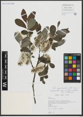 Foto von Salix appendiculata Vill.